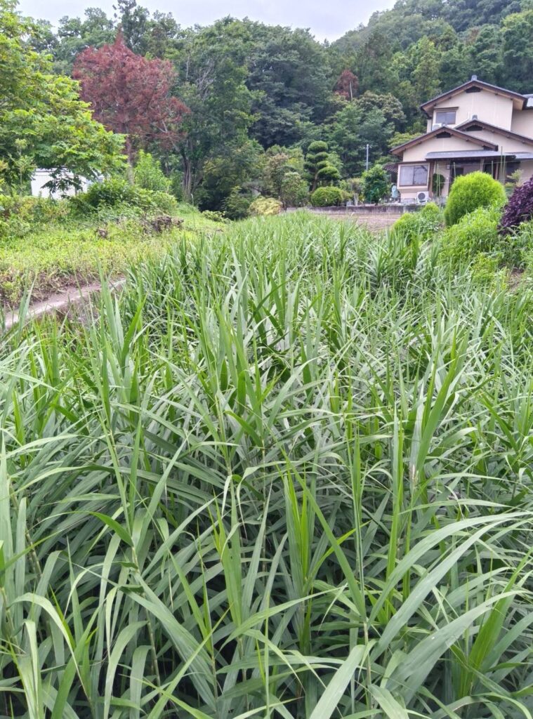 吉澤町 土砂災害特別警戒区域(土石流)に指定されている新堀沢の雑草と土砂の堆積 2026年7月17日豪雨前