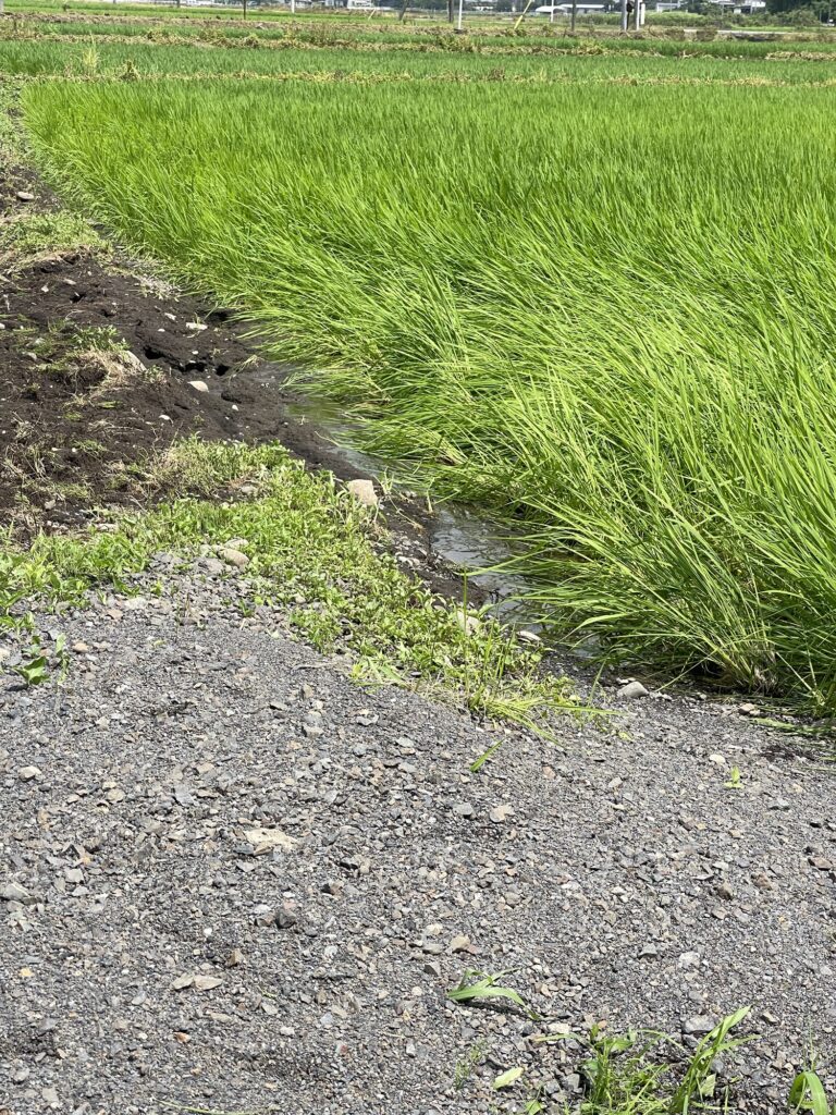 大雨冠水 藪塚町 西野公民館と周辺 田んぼの畔が決壊 2026年7月19日